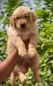Buy Male Golden Retriever Puppy from Vizag